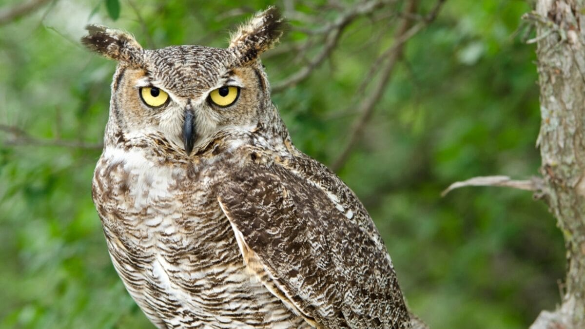 14 Signs in Nature That Predict a Harsh Winter Ahead 6 14 Signs in Nature That Predict a Harsh Winter Ahead - great horned owl dp24753073