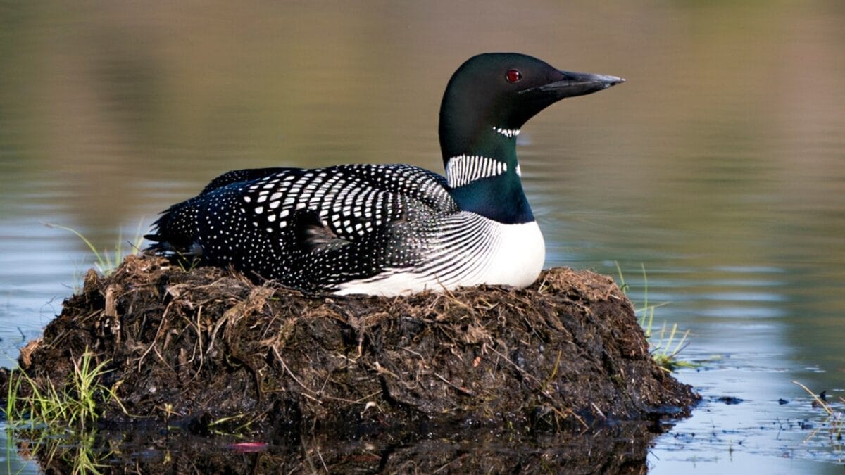 15 Dangerous Birds in North America You Don't Want to Mess With 10 15 Dangerous Birds in North America You Don't Want to Mess With - great northern loon dp624241922