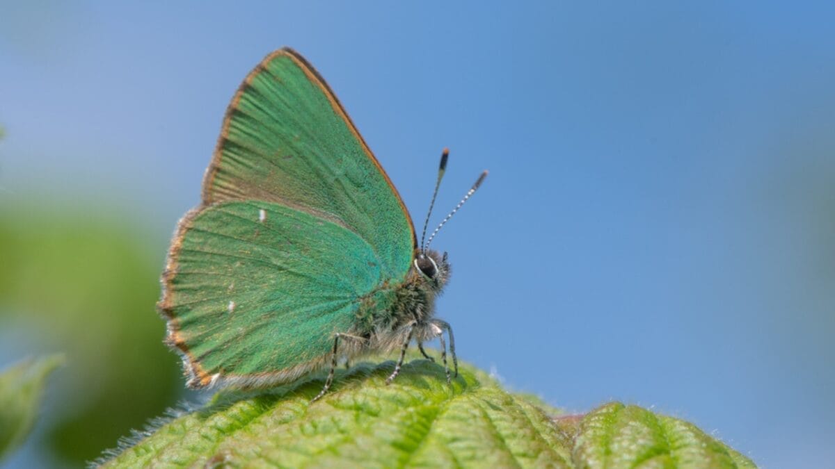 23 Dazzling Photos of the Most Colorful Butterflies on Earth 10 23 Dazzling Photos of the Most Colorful Butterflies on Earth - green hairstreak butterfly dp195014758