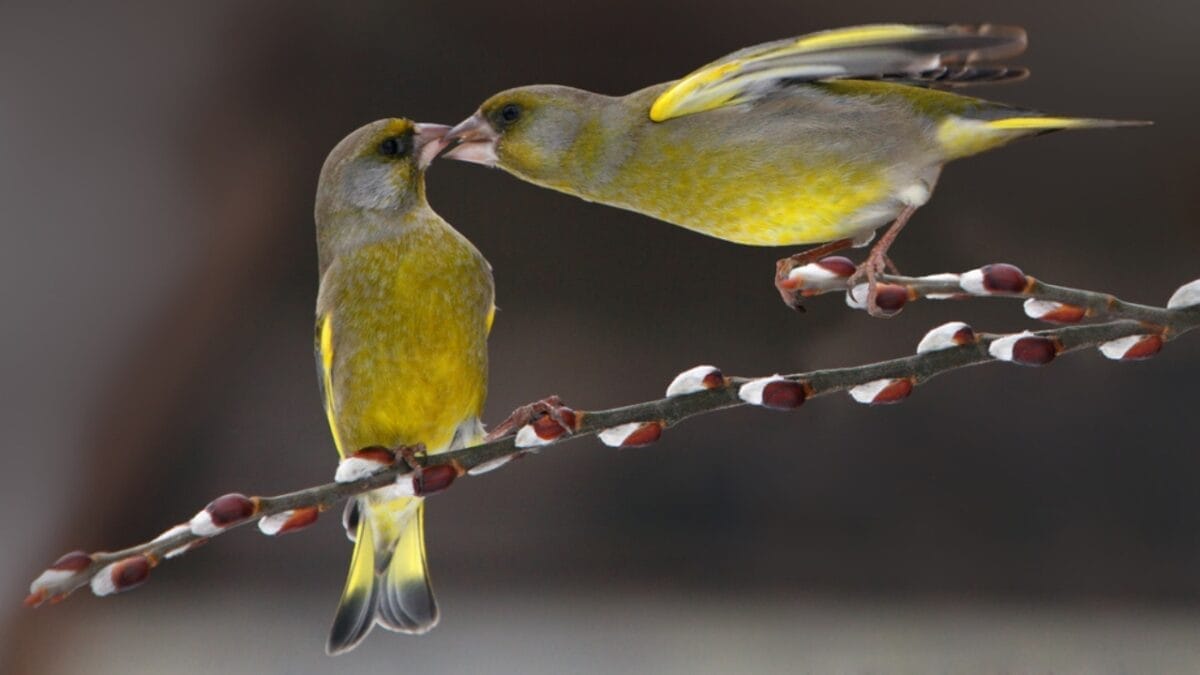 The Most Colorful & Beautiful Types of Finches 8 The Most Colorful & Beautiful Types of Finches - green singing finch dp21347365