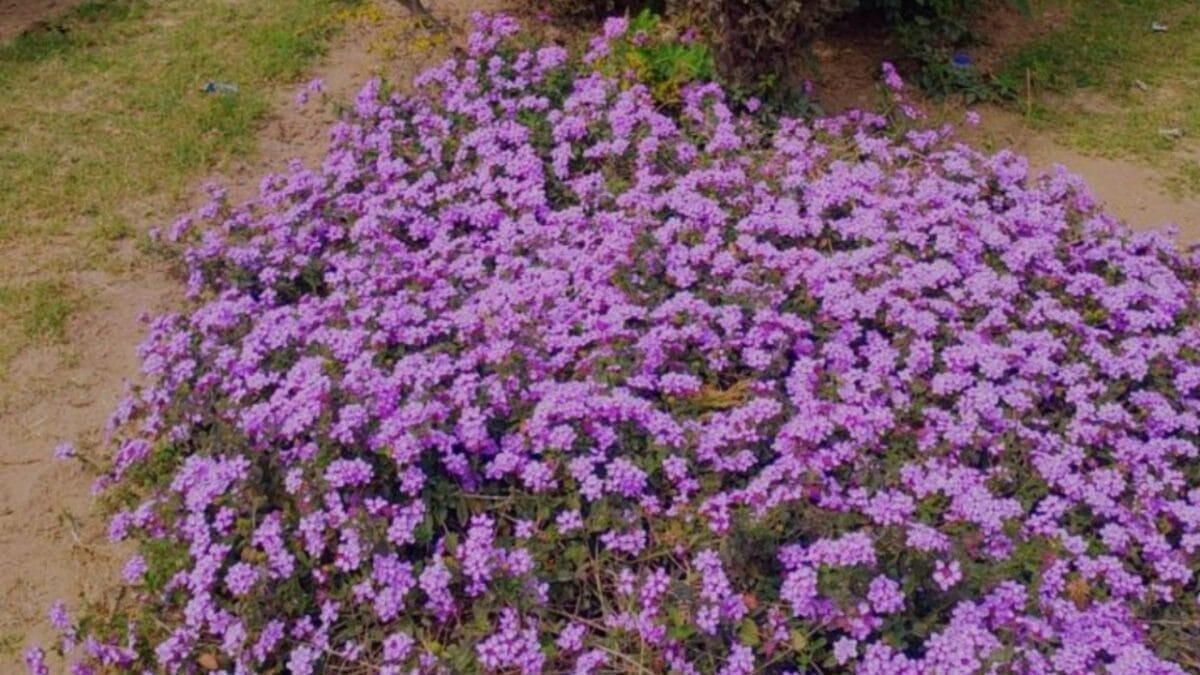 Say Goodbye to Garden Chores with These 20 Maintenance-Free Front Yard Ideas&nbsp; - groundcover plant ss2468285133