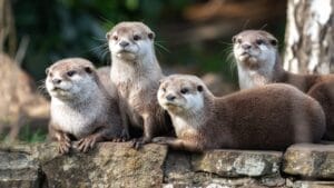 15 Quirky Facts About Otters That Will Make You Look at Them in a Whole New Light 1 15 Quirky Facts About Otters That Will Make You Look at Them in a Whole New Light - group of sea otters dp256238556