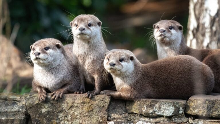 15 Quirky Facts About Otters That Will Make You Look at Them in a Whole New Light 10 15 Quirky Facts About Otters That Will Make You Look at Them in a Whole New Light - group of sea otters dp256238556