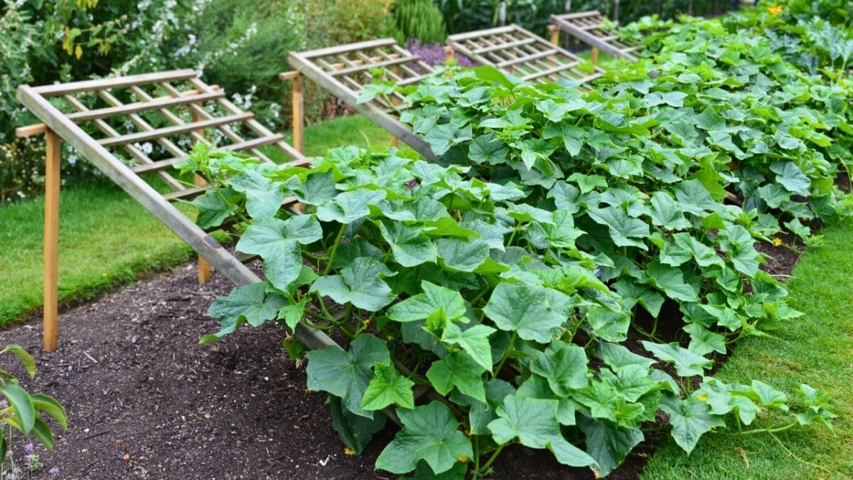 6 Simple Secrets to Growing Your Best Cucumbers Ever This Year 4 6 Simple Secrets to Growing Your Best Cucumbers Ever This Year - growing cucumbers ss2117105303