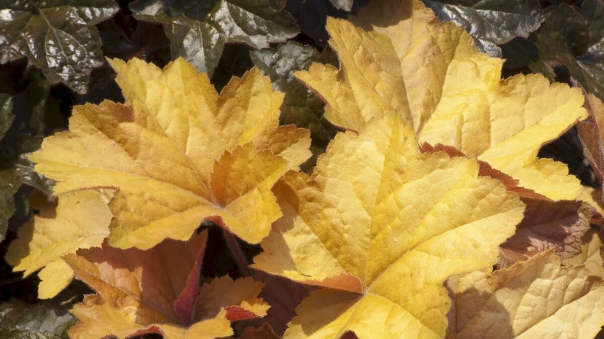 16 Native Plants That Beat the Heat & Drought 12 16 Native Plants That Beat the Heat & Drought - hairy alum root ss54213691