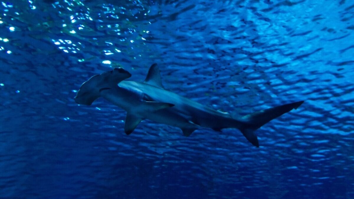 15 Shark Facts That Prove There's More to These Predators Than Meets the Eye 12 15 Shark Facts That Prove There's More to These Predators Than Meets the Eye - hammerhead shark dp62902203