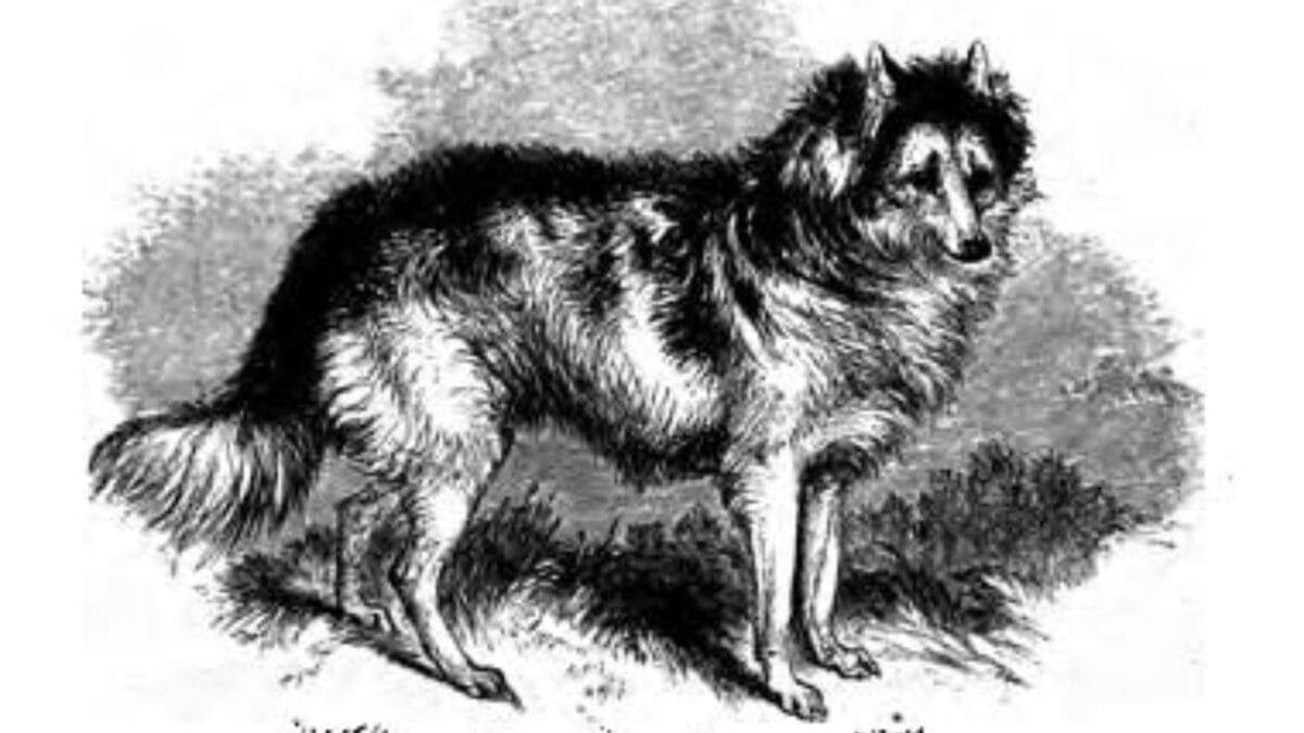 9 Dog Breeds That Once Roamed Earth But Now Are No Longer With Us - hare indian dog wc
