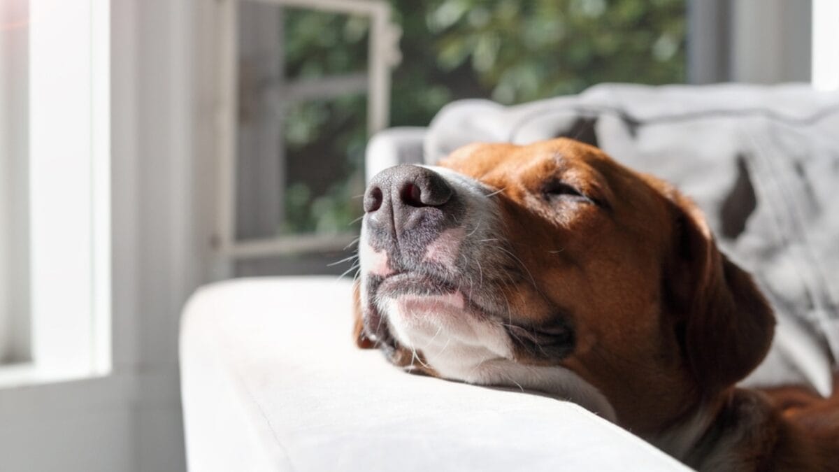 12 strange dog behaviors explained by science 11 12 strange dog behaviors explained by science - harrier dog sleeping couch ss2283860051