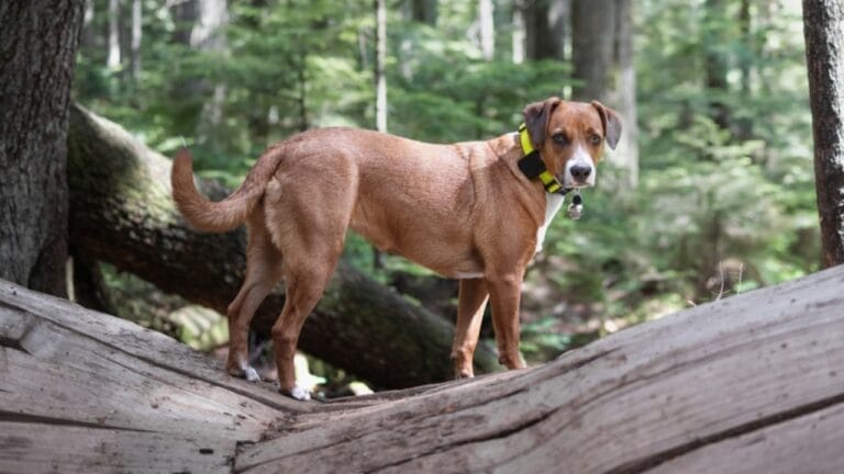 10 Enjoyable Ways Harrier Dogs Can Help You Stay Active & Fit 1 10 Enjoyable Ways Harrier Dogs Can Help You Stay Active & Fit - harrier dog standing on tree ss2321956695