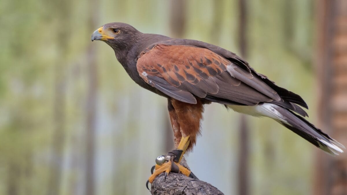 15 Dangerous Birds in North America You Don't Want to Mess With 11 15 Dangerous Birds in North America You Don't Want to Mess With - harris hawk dp370833548