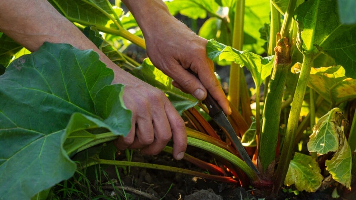 Rhubarb: An Ancient Herb Worth Growing – Here's How to Do It 11 Rhubarb: An Ancient Herb Worth Growing – Here's How to Do It - harvesting rhubarb dp381518840