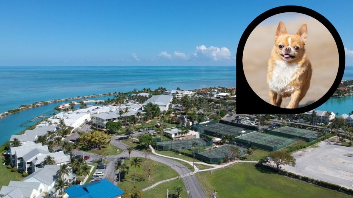 15 Hotels in the U.S. Redefining Pet-Friendly Stays 13 15 Hotels in the U.S. Redefining Pet-Friendly Stays - hawks cay resort ss1330247018 dp319606562