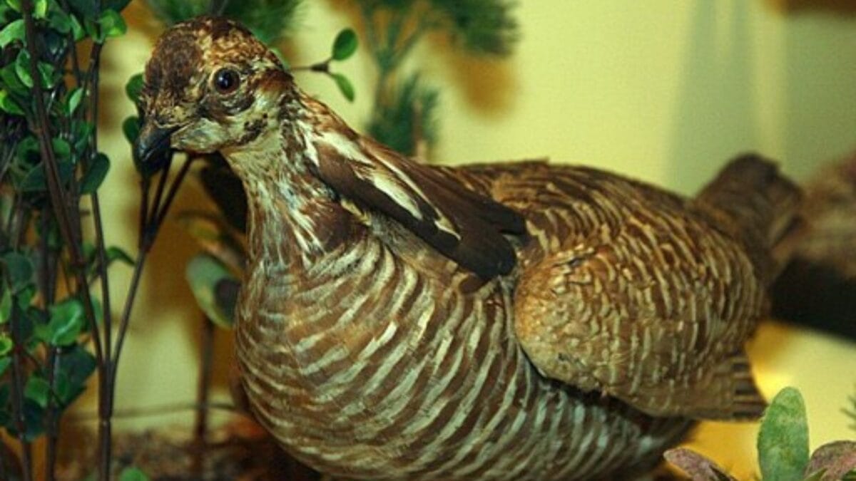 The Lazarus Effect: Could These 15 Extinct Creatures Walk the Earth Again? 8 The Lazarus Effect: Could These 15 Extinct Creatures Walk the Earth Again? - heath hen wc