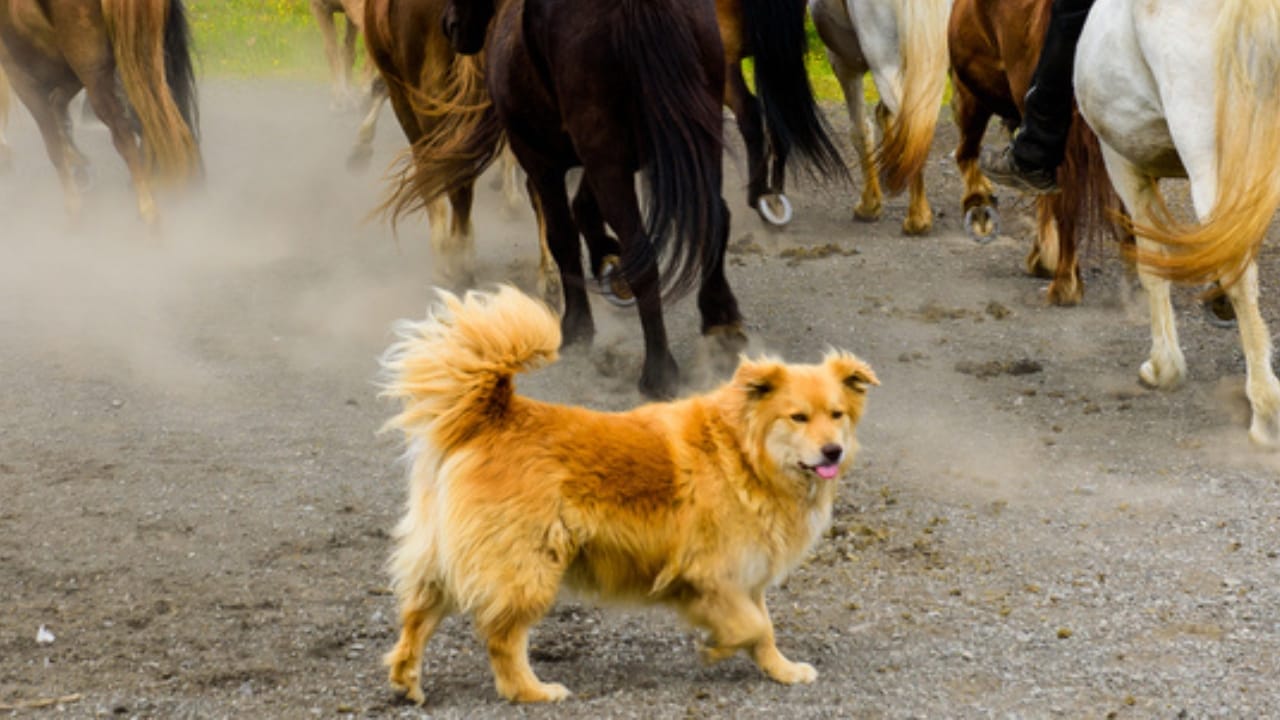 7 Facts About the Icelandic Sheepdog’s 1,000-Year Survival 3 7 Facts About the Icelandic Sheepdog’s 1,000-Year Survival - herding icelandic sheepdog ss568504084