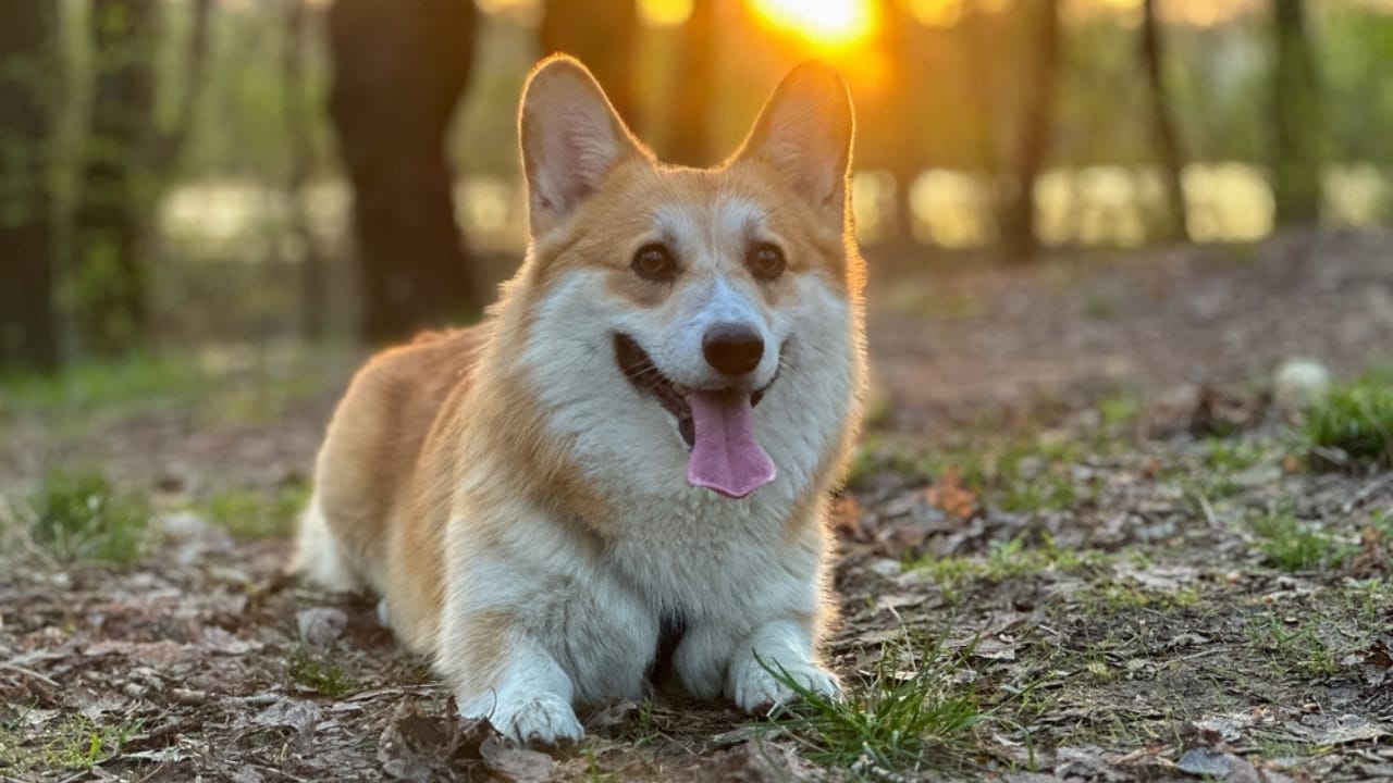 10 Reasons Pembroke Welsh Corgis Will Steal Your Heart - herding pembroke welsh corgi ss2502867503