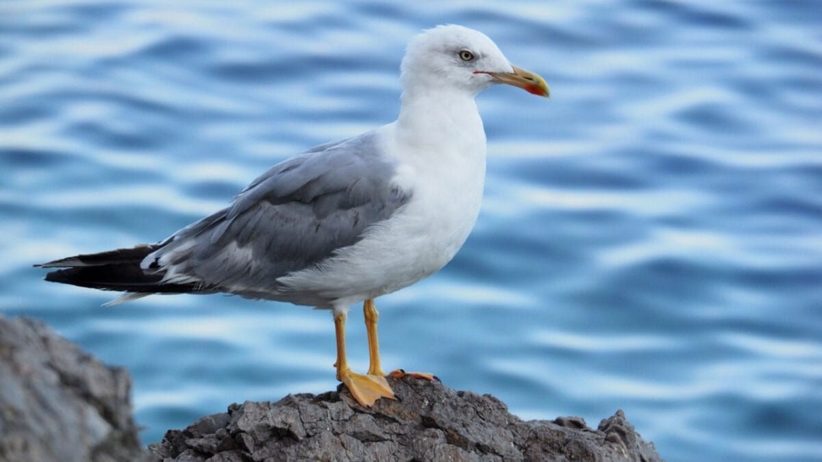 15 Dangerous Birds in North America You Don't Want to Mess With 9 15 Dangerous Birds in North America You Don't Want to Mess With - herring gull dp185517652
