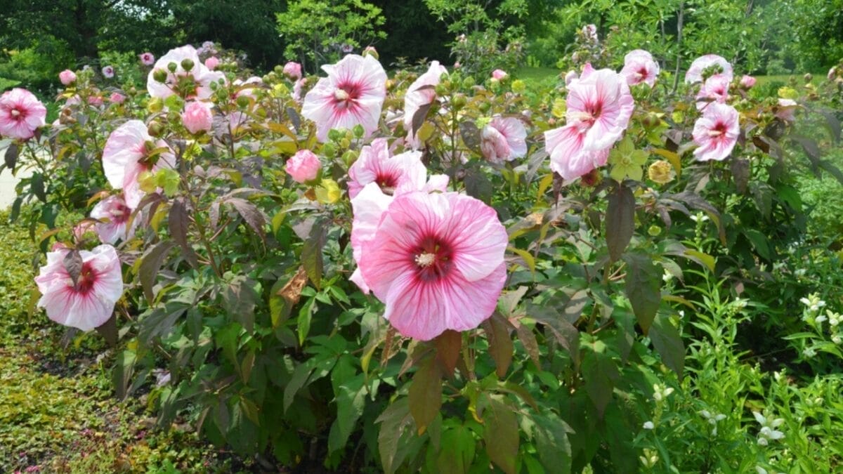 These 10 Houseplants Bring the Beauty of Spring in the Fall to Your Living Space 11 These 10 Houseplants Bring the Beauty of Spring in the Fall to Your Living Space - hibiscus in garden ss2135428447