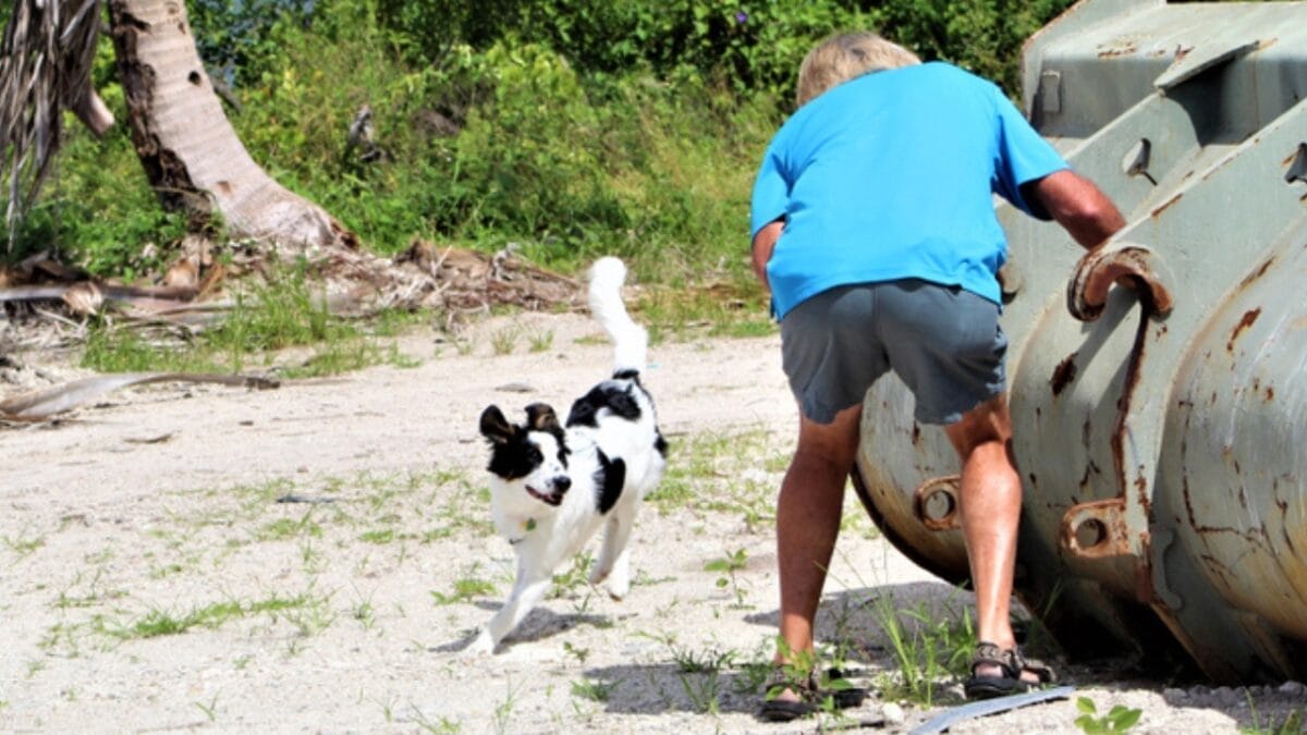 Combat Dog Boredom: 18 Ideas to Stimulate Your Pup's Mind 2 Combat Dog Boredom: 18 Ideas to Stimulate Your Pup's Mind - hide and seek dog ss1511276594