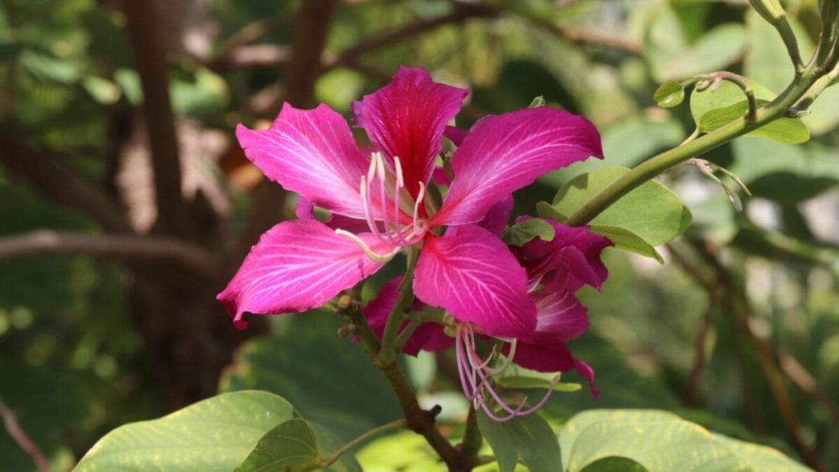 15 Pink Flowering Trees to Add a Splash of Color to Your Garden - hong kong orchid flower dp452722308
