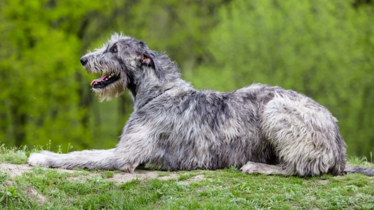 The Majestic Irish Wolfhound: 10 Facts That Show There’s More to This Breed 11 The Majestic Irish Wolfhound: 10 Facts That Show There’s More to This Breed - hunter irish wolfhound ss434800726