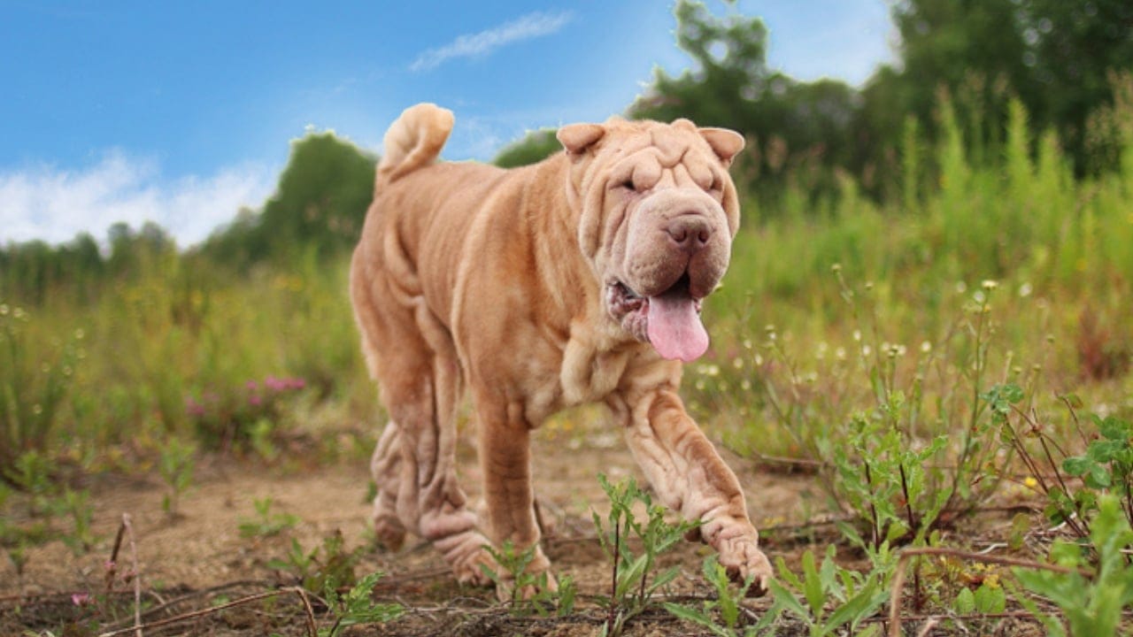 Why the Chinese Shar-Pei is More Than Just Wrinkles 8 Why the Chinese Shar-Pei is More Than Just Wrinkles - hunting chinese shar pei dog ss1361879603