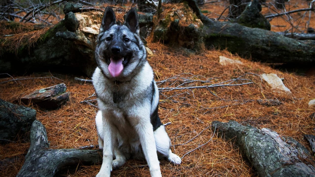 The Viking’s Best Friend: 9 Facts on Norwegian Elkhound Heritage - hunting norweigan elkhound ss1972748264