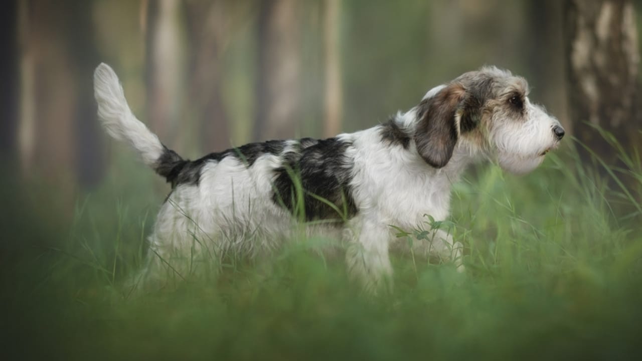 Petit Basset Griffon Vendeen: 7 Reasons This Hound Stands Out 7 Petit Basset Griffon Vendeen: 7 Reasons This Hound Stands Out - hunting petit basset ss2313741387