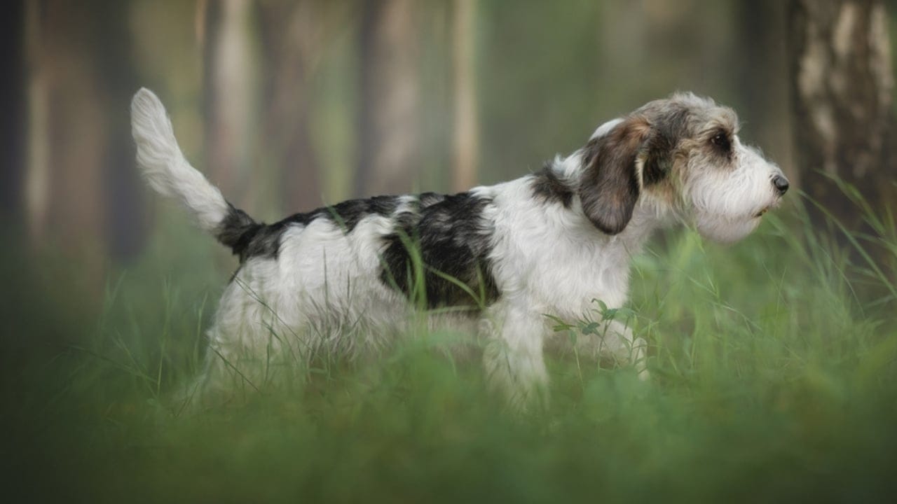 Petit Basset Griffon Vendeen: 7 Reasons This Hound Stands Out - hunting petit basset ss2313741387
