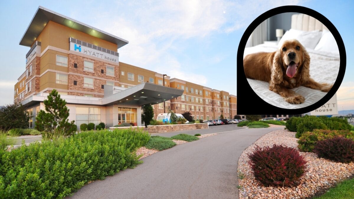 15 Hotels in the U.S. Redefining Pet-Friendly Stays 7 15 Hotels in the U.S. Redefining Pet-Friendly Stays - hyatt house hotel ss362157659 dp427345042