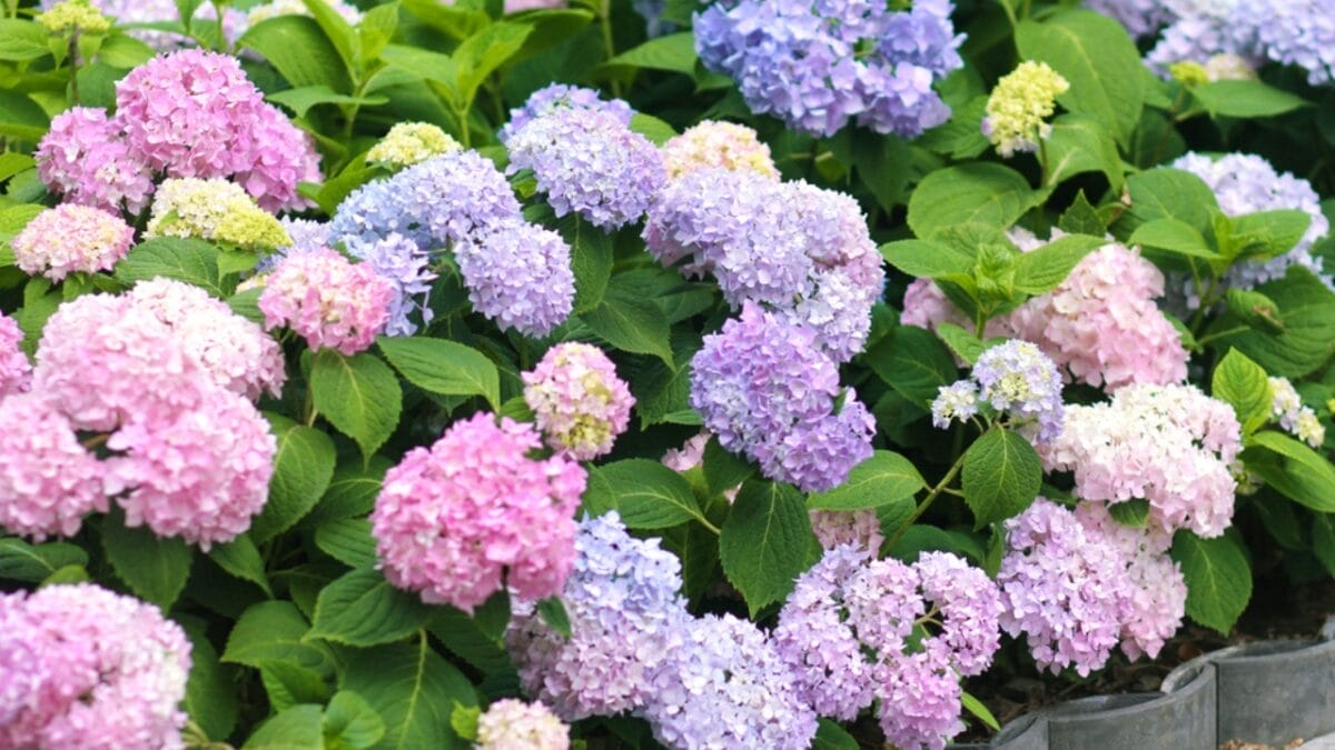 Your Leftover Coffee Grounds are Perfect for These 18 Acid-Loving Plants 5 Your Leftover Coffee Grounds are Perfect for These 18 Acid-Loving Plants - hydrangeas plant ss1937191357