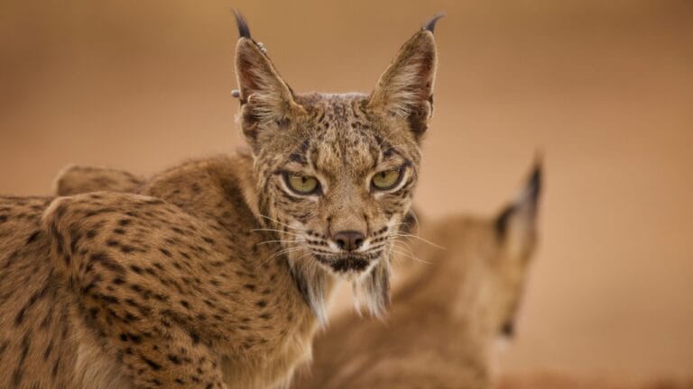 Conservation Efforts Have Resurrected the Iberian Lynx Population 10 Conservation Efforts Have Resurrected the Iberian Lynx Population - iberian lynx cat ss1925747084