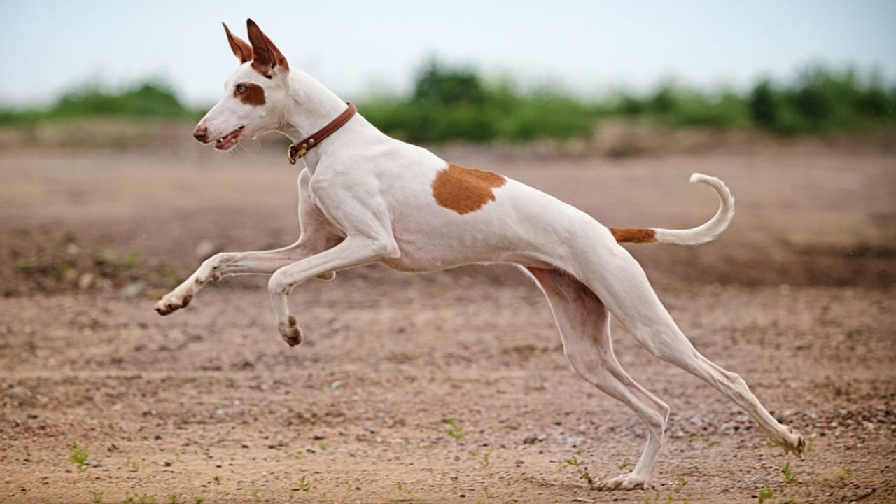 10 Reasons the Ibizan Hound is the Coolest Dog You've Never Heard Of - ibizan hound athlete ss128164718