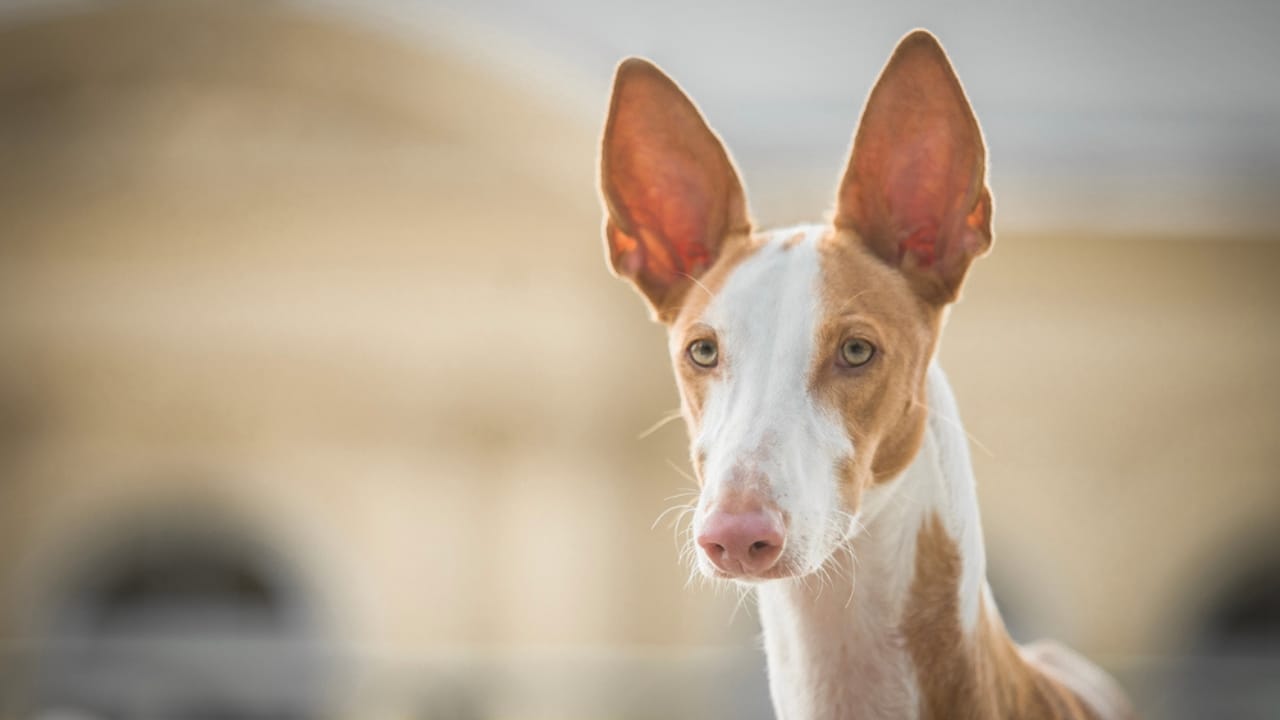 10 Reasons the Ibizan Hound is the Coolest Dog You've Never Heard Of 10 10 Reasons the Ibizan Hound is the Coolest Dog You've Never Heard Of - ibizan hound head ss1856281582