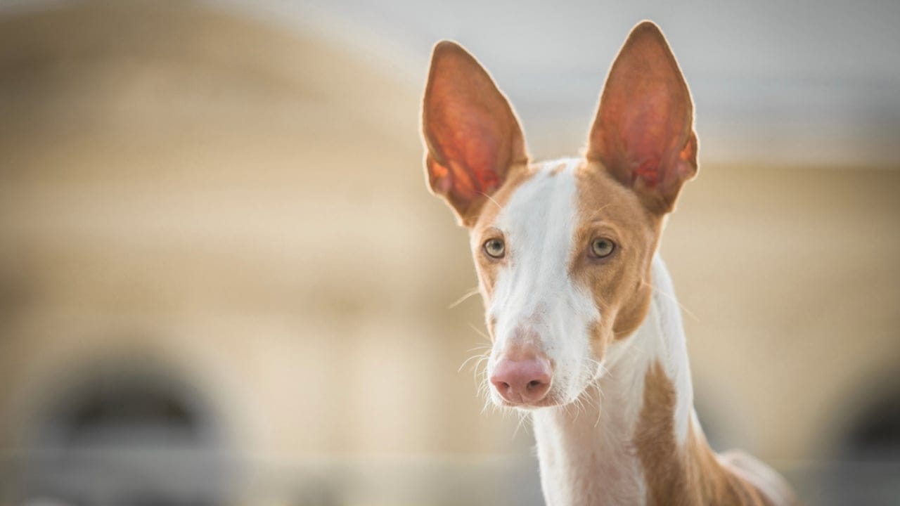 10 Reasons the Ibizan Hound is the Coolest Dog You've Never Heard Of - ibizan hound head ss1856281582