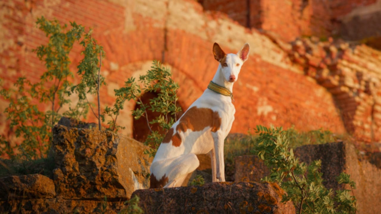10 Reasons the Ibizan Hound is the Coolest Dog You've Never Heard Of 6 10 Reasons the Ibizan Hound is the Coolest Dog You've Never Heard Of - ibizan hound protective ss1815359249