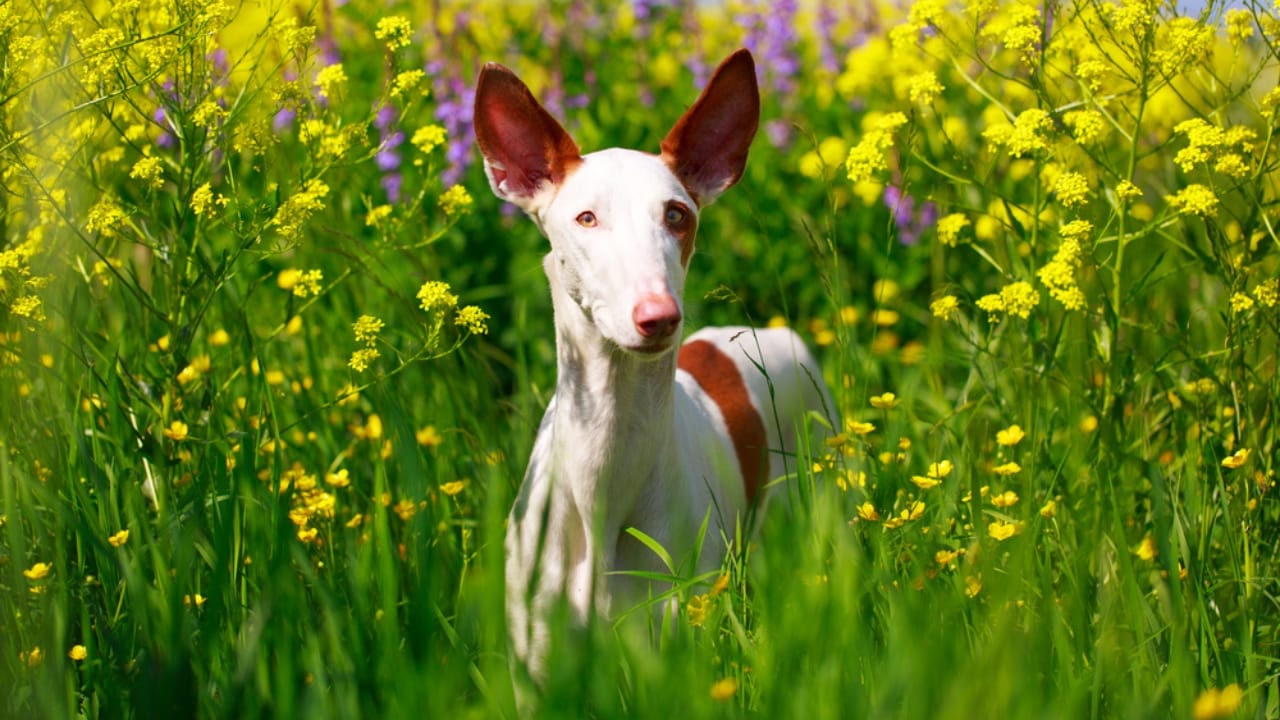 10 Reasons the Ibizan Hound is the Coolest Dog You've Never Heard Of - ibizan hound ss201893920