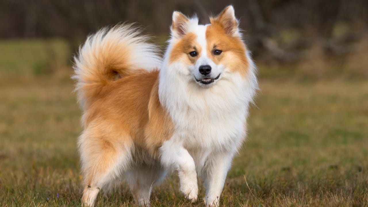 7 Facts About the Icelandic Sheepdog’s 1,000-Year Survival 8 7 Facts About the Icelandic Sheepdog’s 1,000-Year Survival - icelandic sheepdog companion ss1262070991
