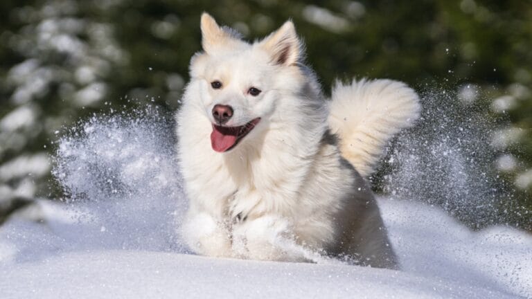 7 Facts About the Icelandic Sheepdog’s 1,000-Year Survival 10 7 Facts About the Icelandic Sheepdog’s 1,000-Year Survival - icelandic sheepdog ss1108317308