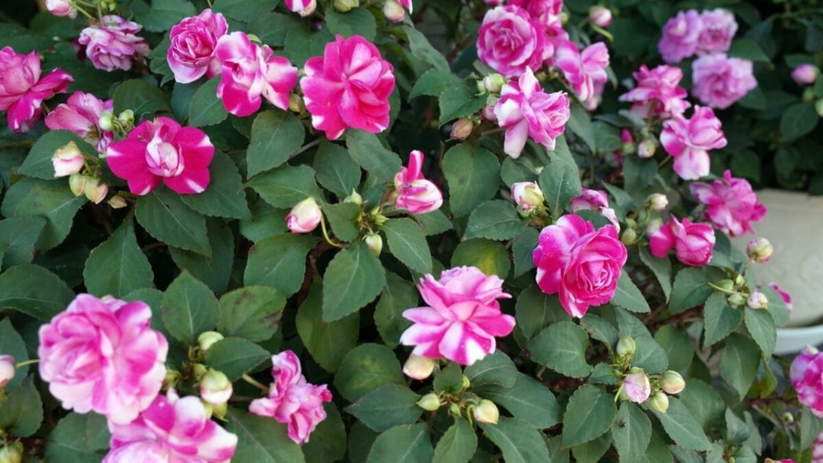 22 Fabulous Flowers to Grow in Container Gardens 15 22 Fabulous Flowers to Grow in Container Gardens - impatiens plant ss1744022435