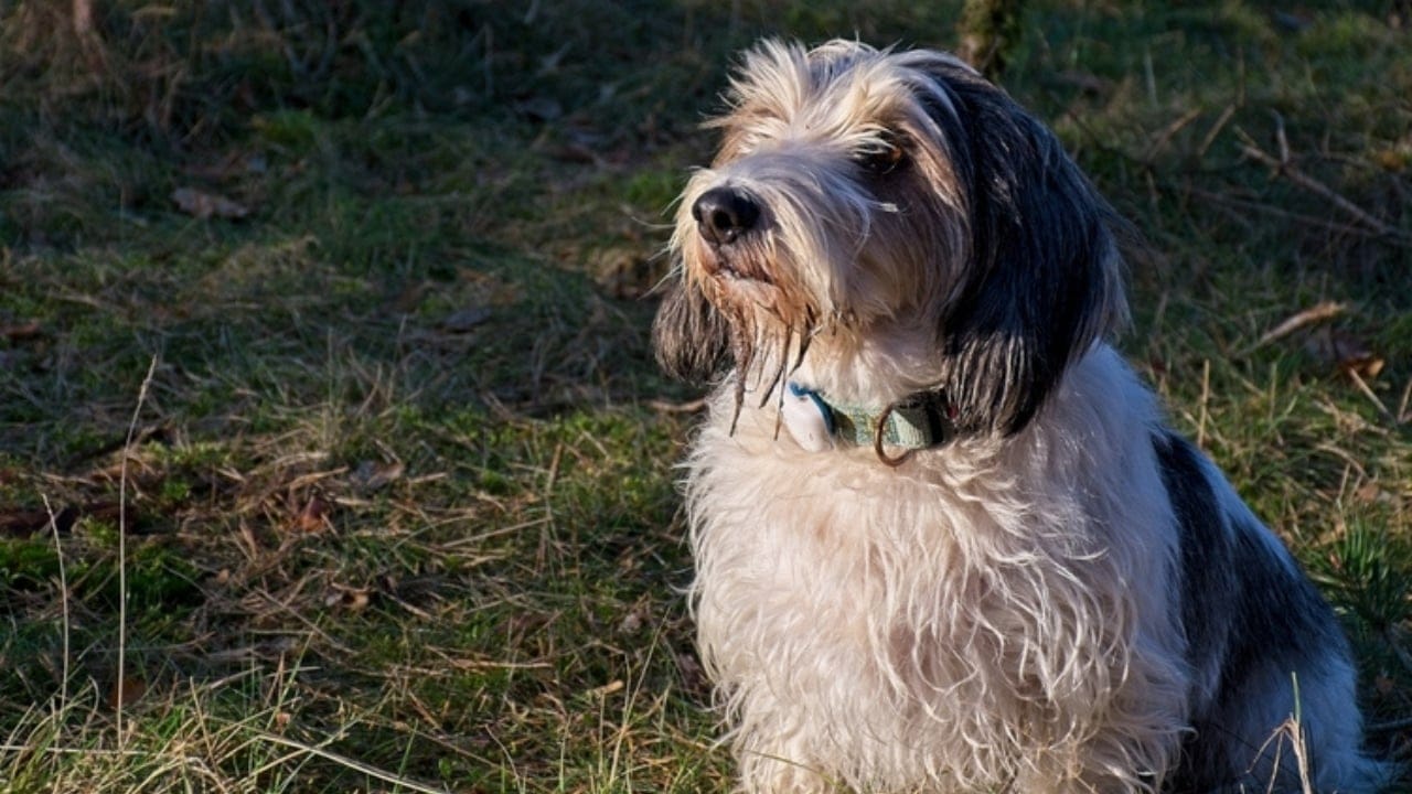 Petit Basset Griffon Vendeen: 7 Reasons This Hound Stands Out - independent petit basset ss2418750009