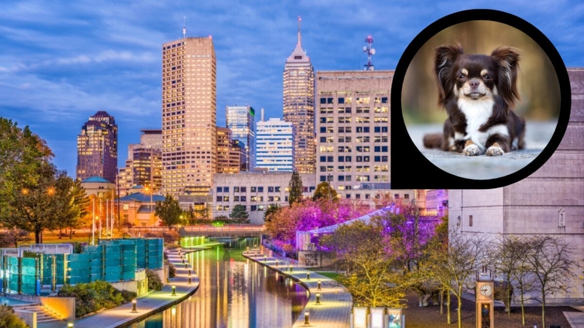 15 American Cities With the Cutest Dogs 4 15 American Cities With the Cutest Dogs - indianapolis indiana ss1007807809 dp320872182