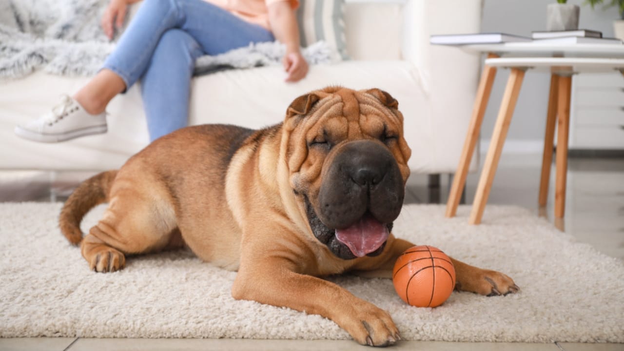 Why the Chinese Shar-Pei is More Than Just Wrinkles 7 Why the Chinese Shar-Pei is More Than Just Wrinkles - intelligent chinese shar pei ss1507582697