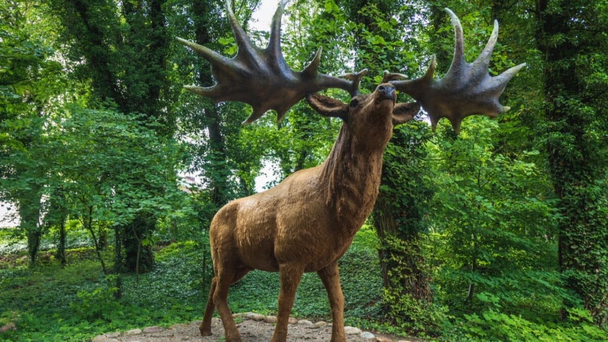 5 Spine-Chilling Creatures in North America You Never Want to Meet 11 5 Spine-Chilling Creatures in North America You Never Want to Meet - irish elk dp592165972