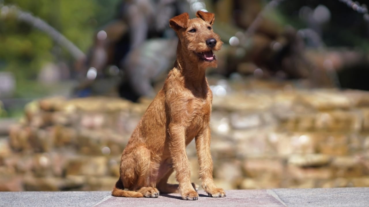 10 Irish Terrier Facts That Will Make You Fall in Love with Them 11 10 Irish Terrier Facts That Will Make You Fall in Love with Them - irish terrier breed ss2345014449