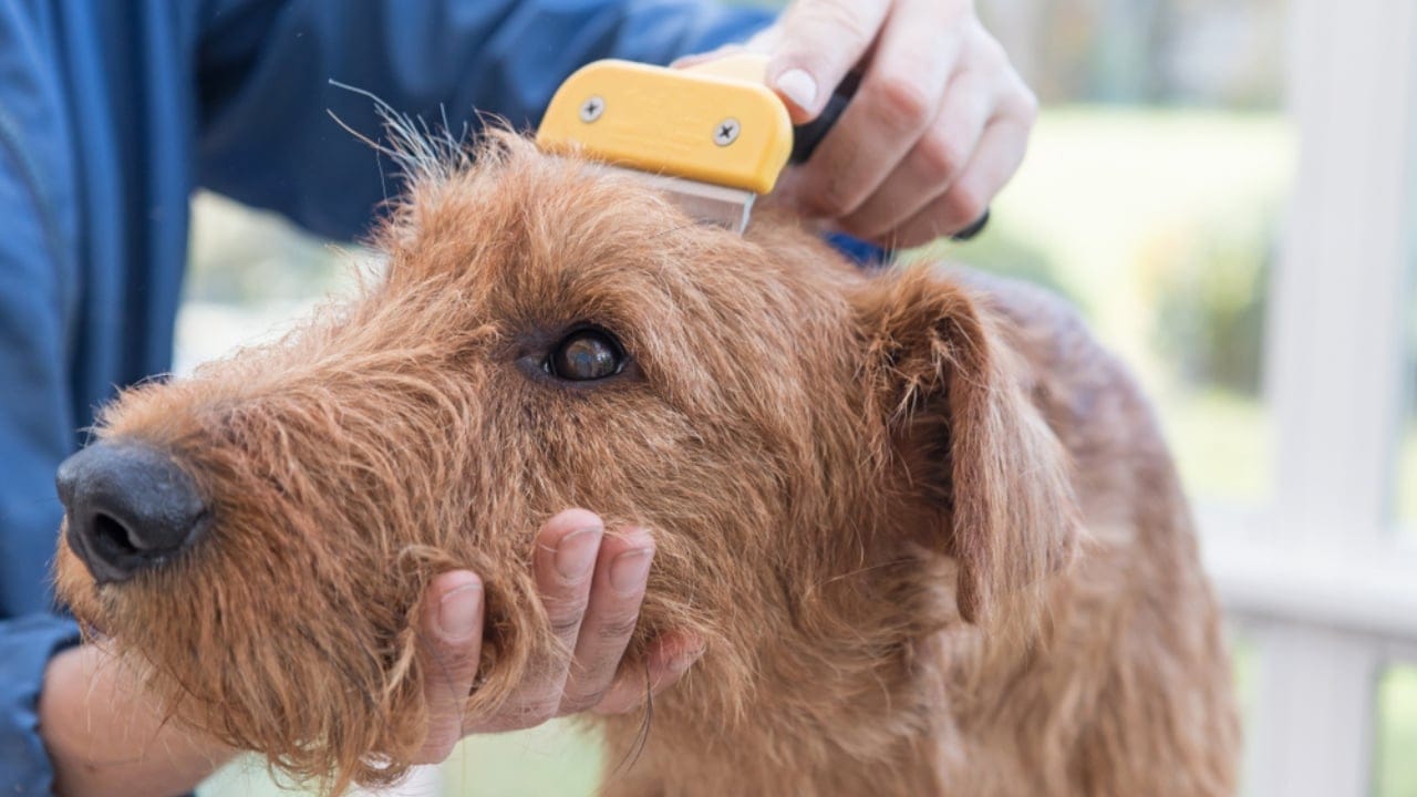 10 Irish Terrier Facts That Will Make You Fall in Love with Them 7 10 Irish Terrier Facts That Will Make You Fall in Love with Them - irish terrier comb ss776466553