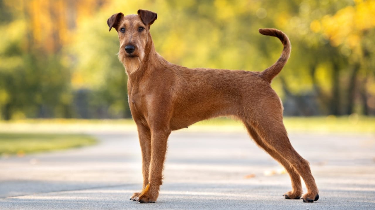 10 Irish Terrier Facts That Will Make You Fall in Love with Them 2 10 Irish Terrier Facts That Will Make You Fall in Love with Them - irish terrier ss1539414545