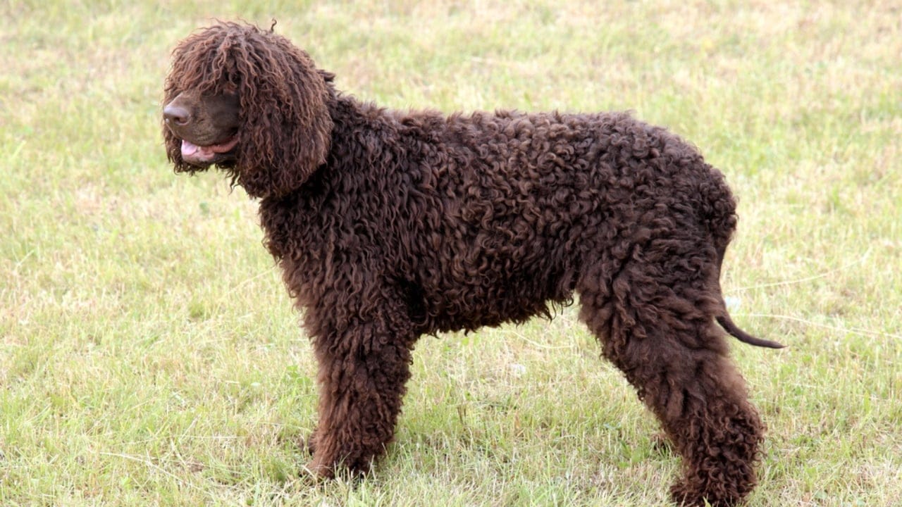 10 Reasons the Irish Water Spaniel is a Hidden Gem Among Dog Breeds 2 10 Reasons the Irish Water Spaniel is a Hidden Gem Among Dog Breeds - irish water spaniel curly ss411726247