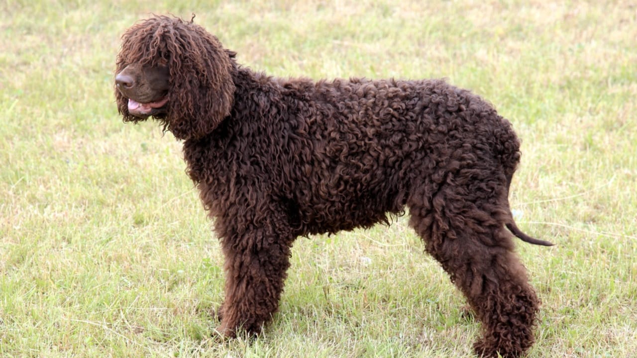 10 Reasons the Irish Water Spaniel is a Hidden Gem Among Dog Breeds - irish water spaniel curly ss411726247