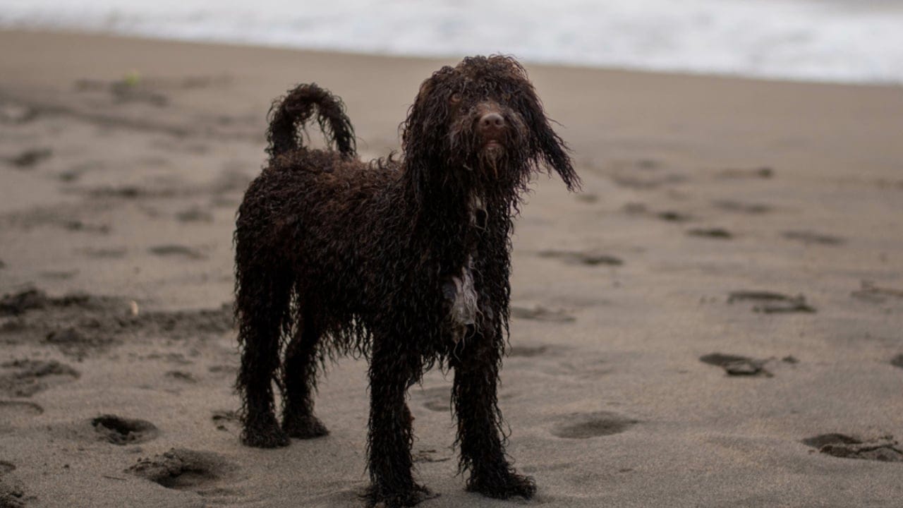 10 Reasons the Irish Water Spaniel is a Hidden Gem Among Dog Breeds 8 10 Reasons the Irish Water Spaniel is a Hidden Gem Among Dog Breeds - irish water spaniel in water ss1995841202