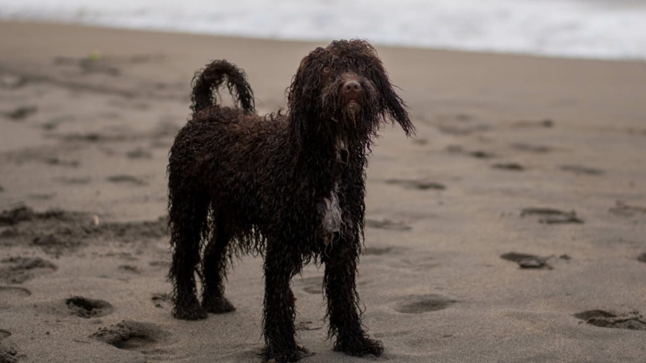 10 Reasons the Irish Water Spaniel is a Hidden Gem Among Dog Breeds - irish water spaniel in water ss1995841202